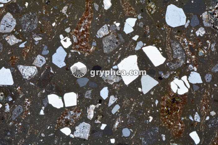 Rhyolite LPA x3,5 - gryphea.com